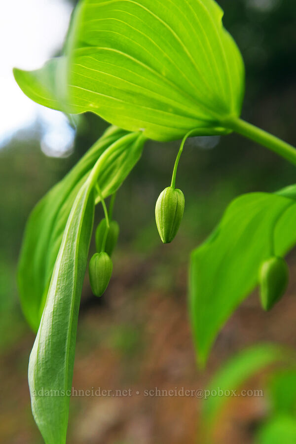 twisted-stalk, budding (Streptopus amplexifolius) [Sharkstooth Trail, San Juan National Forest, Montezuma County, Colorado]