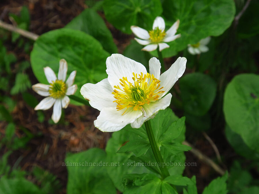 white globe-flower & marsh-marigolds (Trollius albiflorus (Trollius laxus ssp. albiflorus), Caltha chionophila (Caltha leptosepala f. chionophila)) [Sharkstooth Trail, San Juan National Forest, Montezuma County, Colorado]