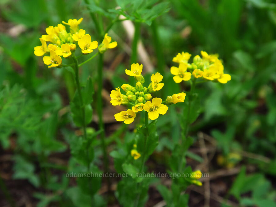 golden draba (Draba aurea) [Sharkstooth Trail, San Juan National Forest, Montezuma County, Colorado]