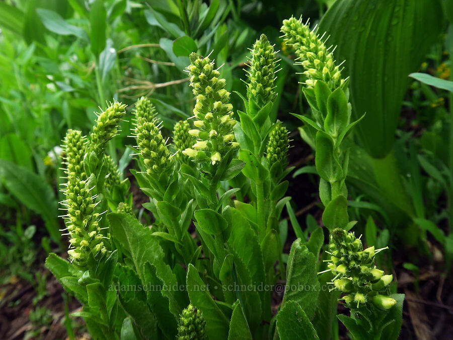 Ritter's coral-drops (Besseya ritteriana (Veronica ritteriana)) [Sharkstooth Trail, San Juan National Forest, Montezuma County, Colorado]
