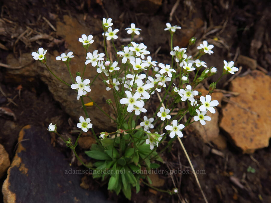 northern rock-jasmine (Androsace septentrionalis) [Sharkstooth Trail, San Juan National Forest, Montezuma County, Colorado]