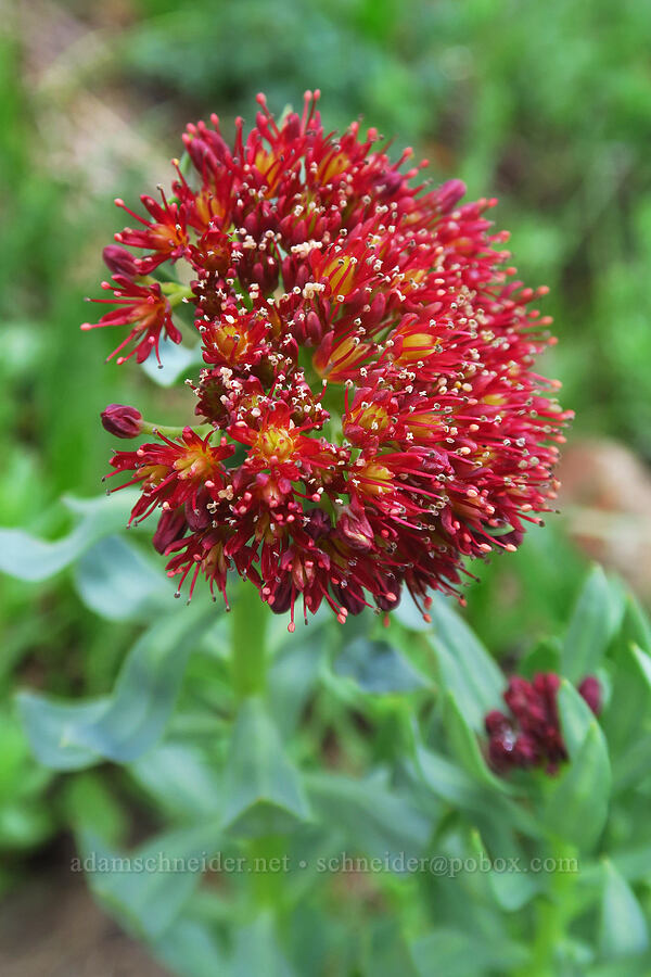 king's crown (rose-root) (Rhodiola integrifolia) [Sharkstooth Trail, San Juan National Forest, Montezuma County, Colorado]