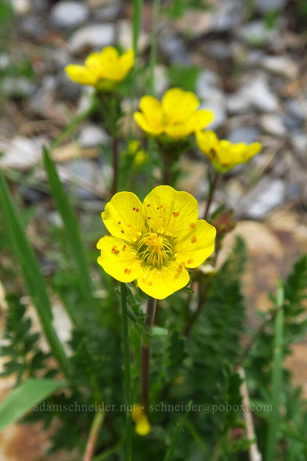 mountain avens (Geum rossii var. turbinatum) [Sharkstooth Trail, San Juan National Forest, Montezuma County, Colorado]