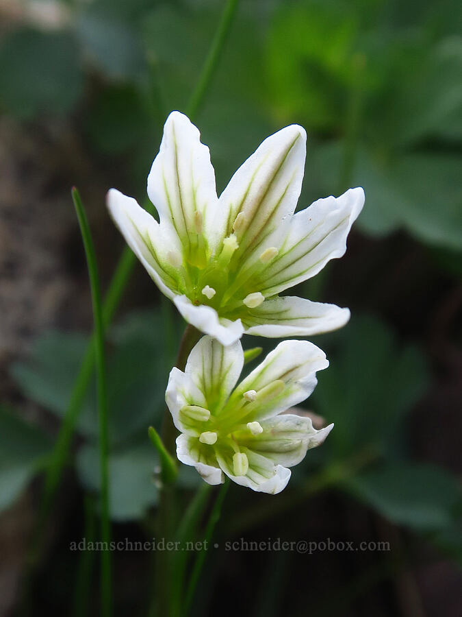 alp lilies (Lloydia serotina (Gagea serotina)) [Sharkstooth Trail, San Juan National Forest, Montezuma County, Colorado]