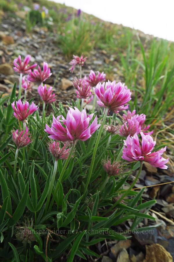 Rocky Mountain clover (Trifolium attenuatum) [Sharkstooth Trail, San Juan National Forest, Montezuma County, Colorado]