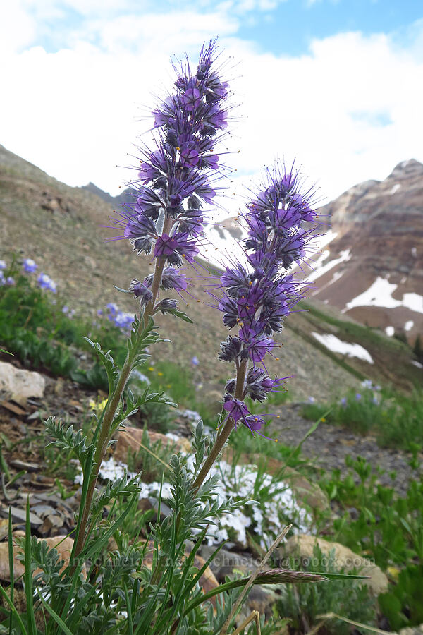 silky phacelia (Phacelia sericea) [Sharkstooth Trail, San Juan National Forest, Montezuma County, Colorado]