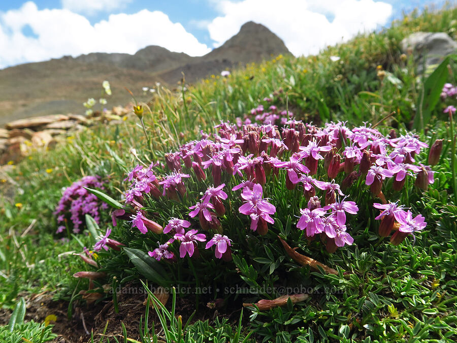 moss campion (Silene acaulis) [Sharkstooth Trail, San Juan National Forest, Montezuma County, Colorado]