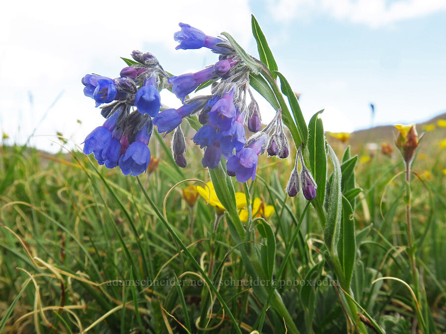 lance-leaf bluebells (Mertensia lanceolata) [Sharkstooth Trail, San Juan National Forest, Montezuma County, Colorado]