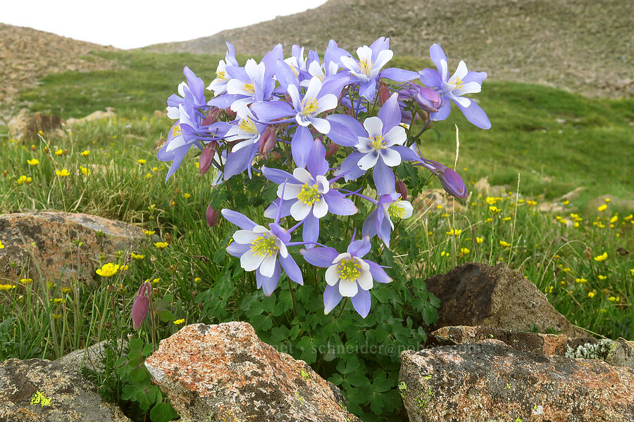 Colorado columbines (Aquilegia coerulea) [Sharkstooth Trail, San Juan National Forest, Montezuma County, Colorado]