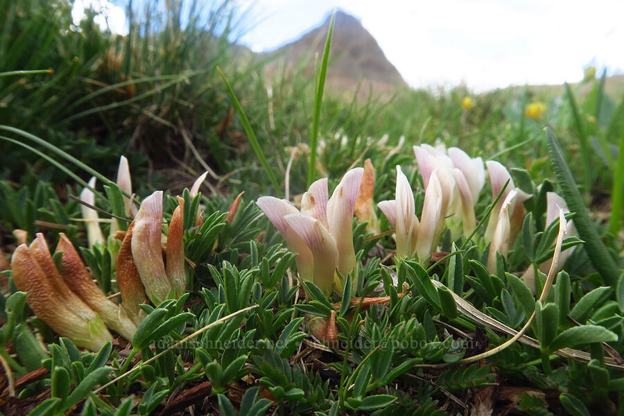 dwarf clover (Trifolium nanum) [Sharkstooth Trail, San Juan National Forest, Montezuma County, Colorado]