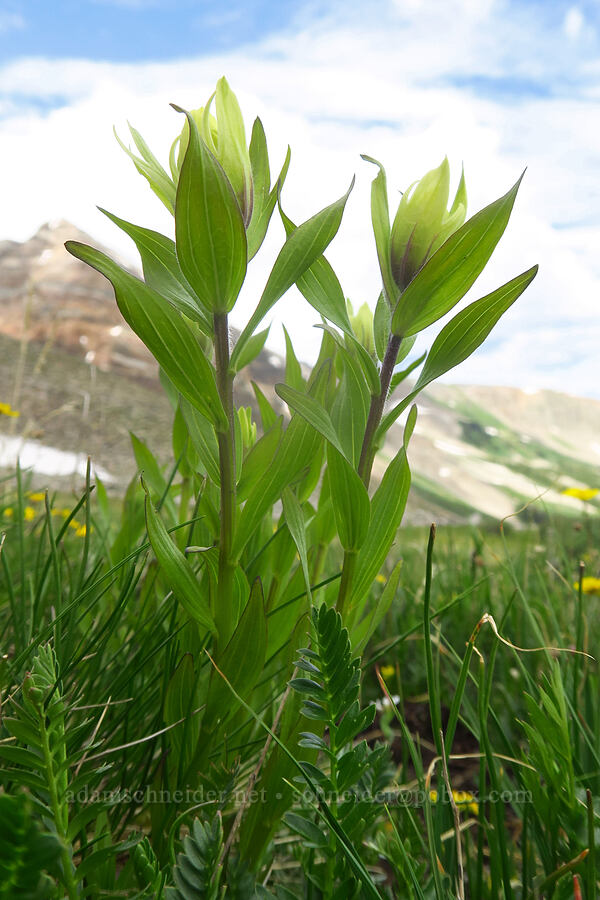 multi-colored paintbrush (Castilleja versicolor) [Sharkstooth Trail, San Juan National Forest, Montezuma County, Colorado]