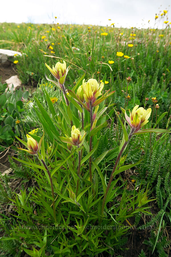 multi-colored paintbrush (Castilleja versicolor) [Sharkstooth Trail, San Juan National Forest, Montezuma County, Colorado]