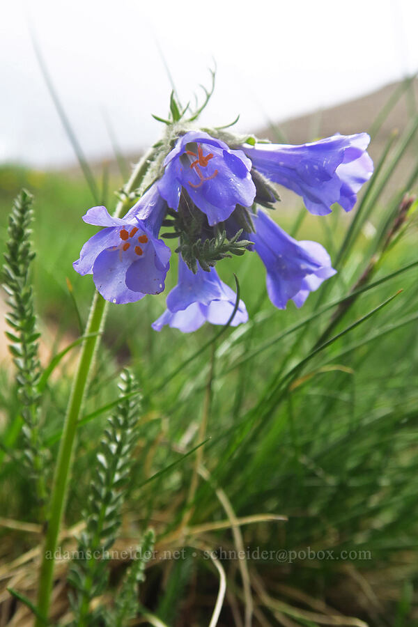 Rocky Mountain Jacob's-ladder (Polemonium confertum) [Sharkstooth Trail, San Juan National Forest, Montezuma County, Colorado]