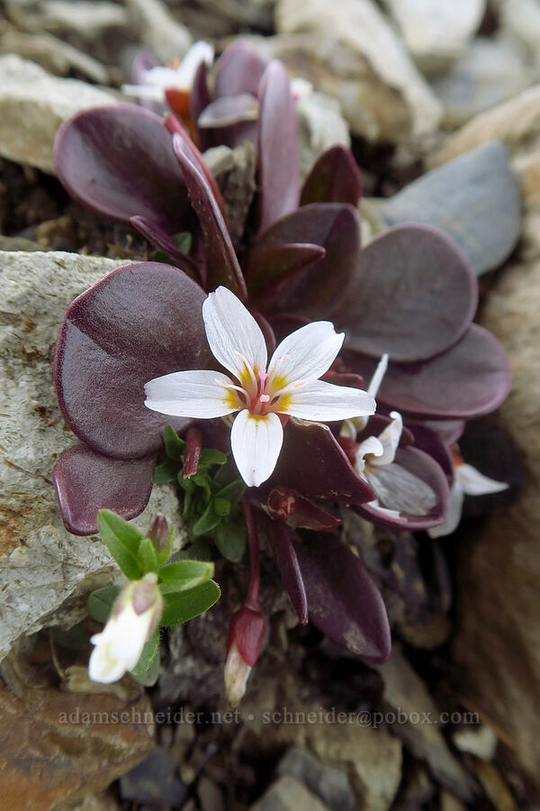 alpine spring-beauty (Claytonia megarhiza var. megarhiza) [Sharkstooth Trail, San Juan National Forest, Montezuma County, Colorado]