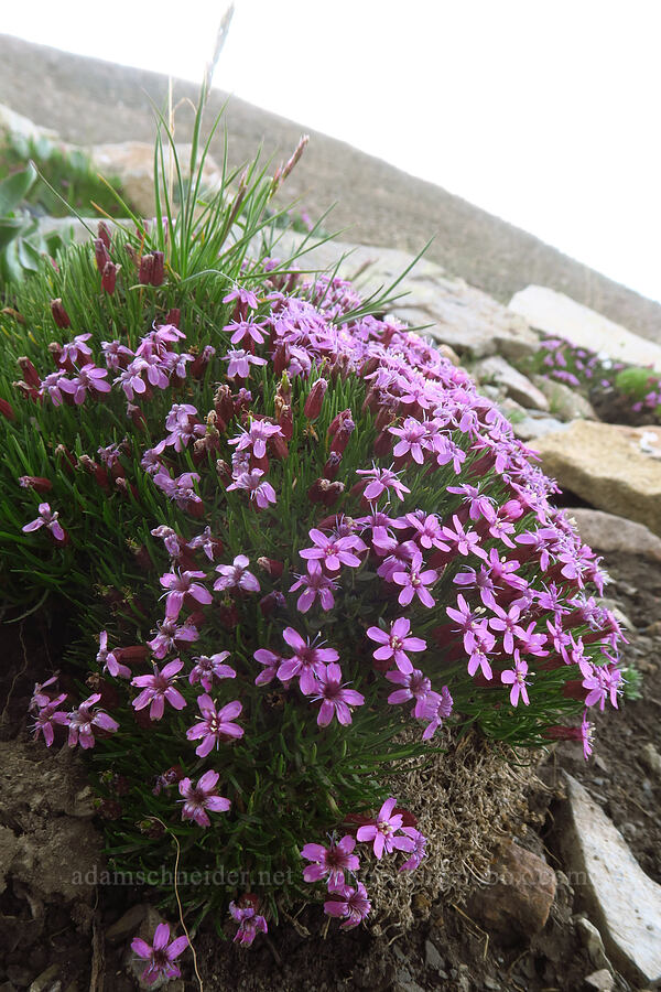 moss campion (Silene acaulis) [Sharkstooth Trail, San Juan National Forest, Montezuma County, Colorado]