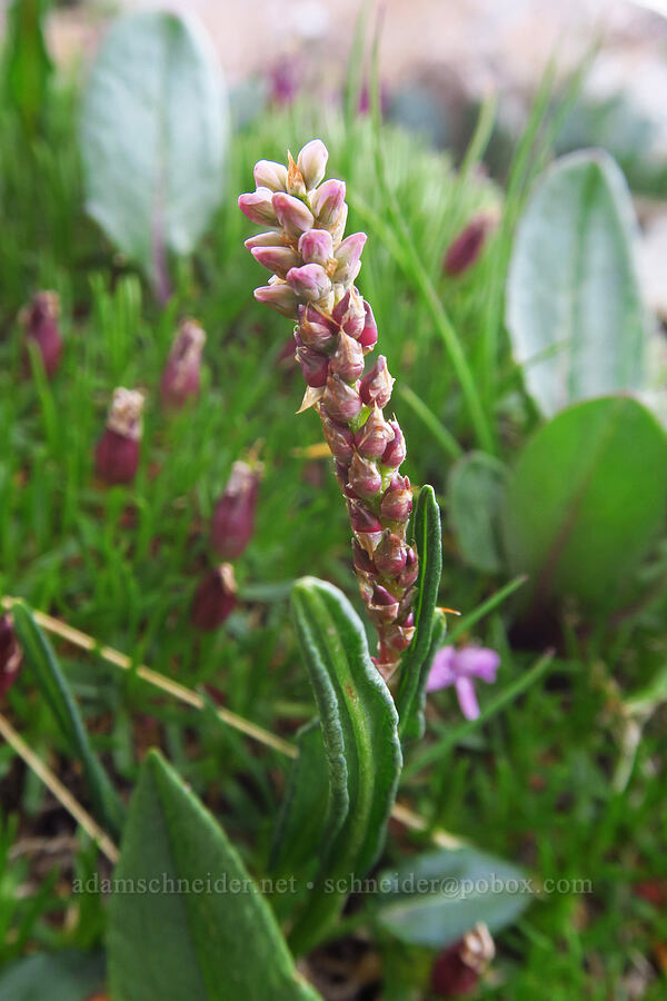 alpine bistort (Bistorta vivipara (Polygonum viviparum)) [Sharkstooth Trail, San Juan National Forest, Montezuma County, Colorado]
