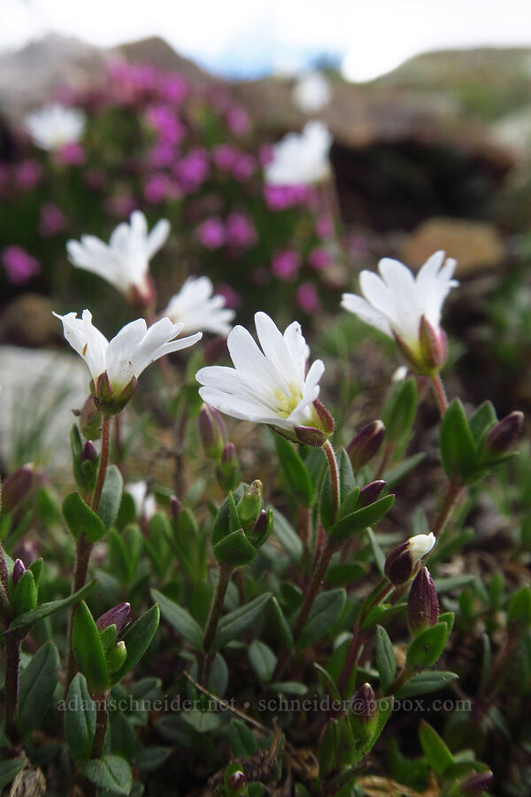 chickweed (Cerastium sp.) [Sharkstooth Trail, San Juan National Forest, Montezuma County, Colorado]