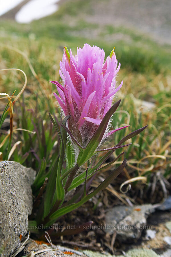 Hayden's paintbrush (Castilleja haydenii) [Sharkstooth Pass, San Juan National Forest, Montezuma County, Colorado]