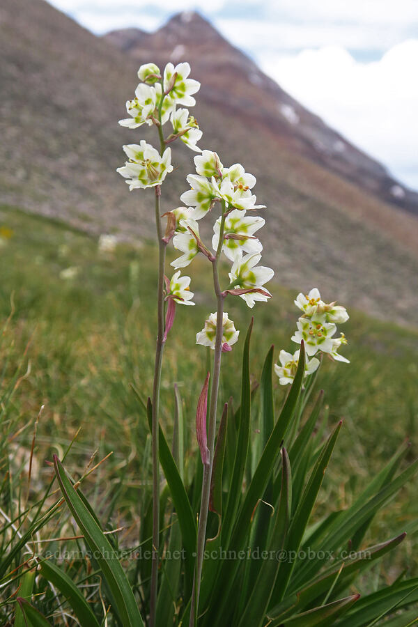 mountain death-camas (Anticlea elegans (Zigadenus elegans)) [Sharkstooth Pass, San Juan National Forest, Montezuma County, Colorado]