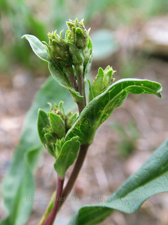 Parry's goldenrod, budding (Oreochrysum parryi (Solidago parryi)) [Sharkstooth Pass, San Juan National Forest, Montezuma County, Colorado]