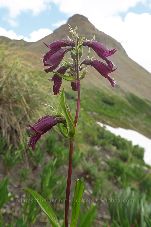 Whipple's penstemon (Penstemon whippleanus) [Sharkstooth Pass, San Juan National Forest, Montezuma County, Colorado]