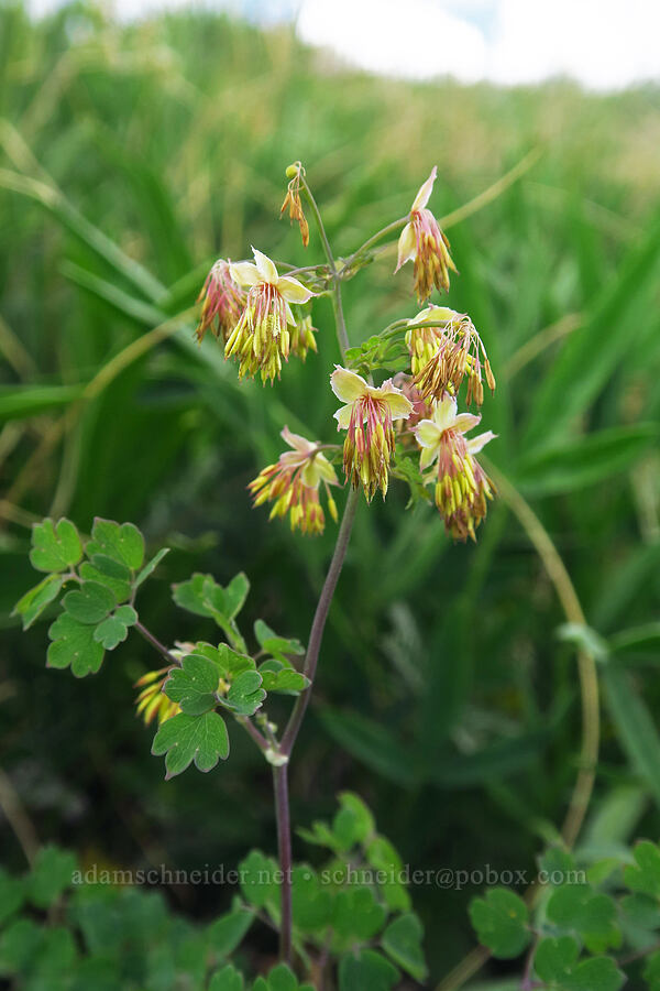 Fendler's meadow-rue (male flowers) (Thalictrum fendleri) [Sharkstooth Pass, San Juan National Forest, Montezuma County, Colorado]