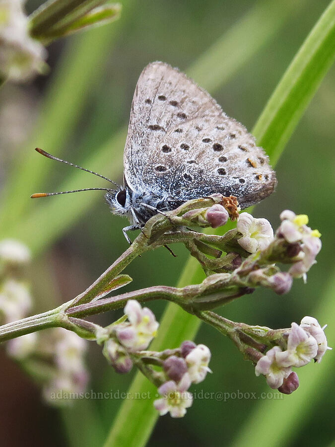 greenish blue butterfly on edible valerian (Icaricia saepiolus (Plebejus saepiolus), Valeriana edulis) [Sharkstooth Pass, San Juan National Forest, Montezuma County, Colorado]