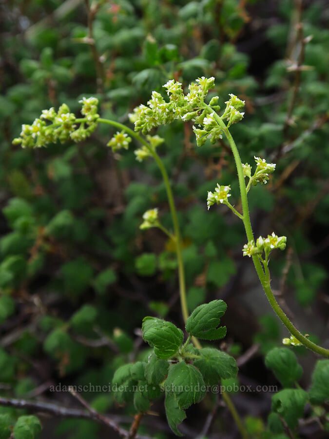 little-leaf alumroot (Heuchera parvifolia) [Sharkstooth Pass, San Juan National Forest, Montezuma County, Colorado]