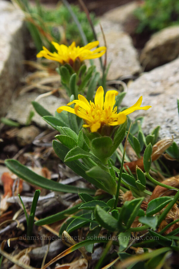 pygmy goldenweed (Tonestus pygmaeus (Haplopappus pygmaeus)) [Sharkstooth Pass, San Juan National Forest, Montezuma County, Colorado]