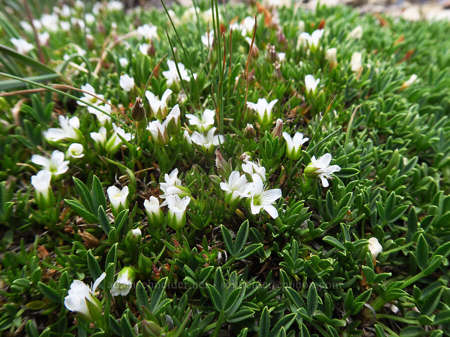 large-flower sandwort (Minuartia macrantha (Sabulina macrantha) (Arenaria macrantha)) [Sharkstooth Pass, San Juan National Forest, Montezuma County, Colorado]