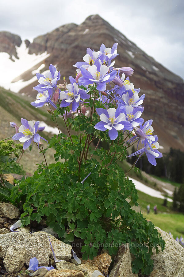 Colorado columbines (Aquilegia coerulea) [Sharkstooth Trail, San Juan National Forest, Montezuma County, Colorado]