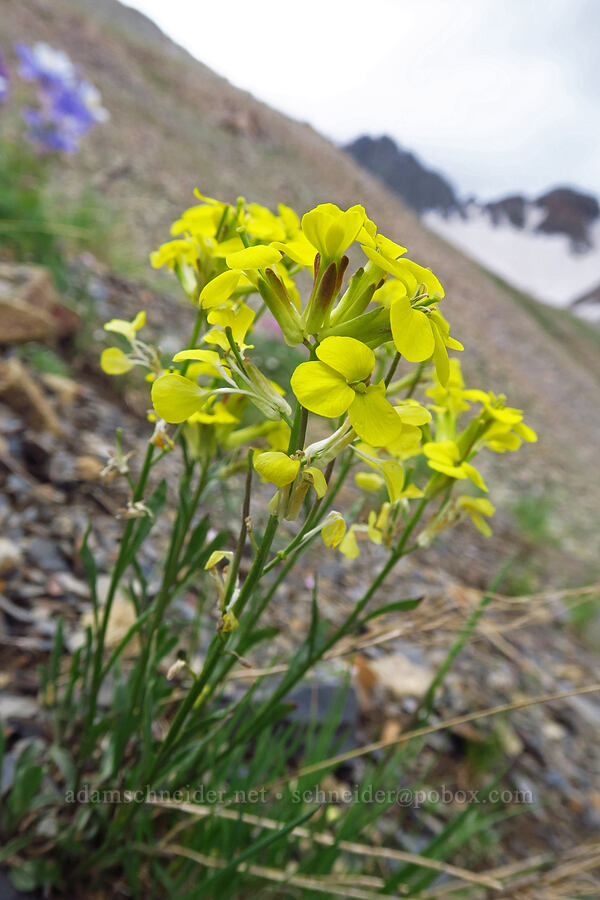 wallflower (Erysimum capitatum) [Sharkstooth Trail, San Juan National Forest, Montezuma County, Colorado]