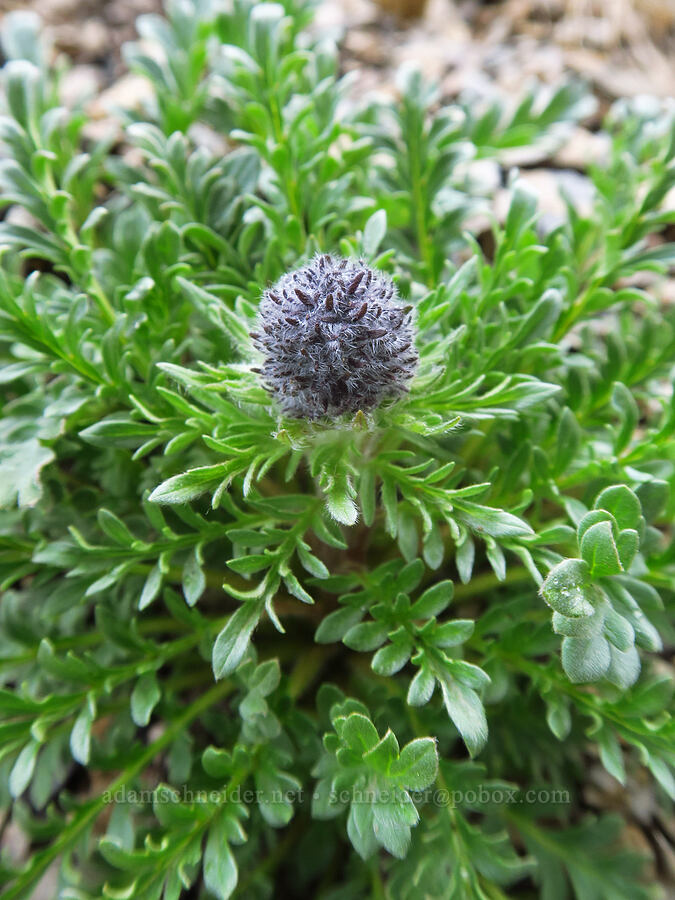 silky phacelia, budding (Phacelia sericea) [Sharkstooth Trail, San Juan National Forest, Montezuma County, Colorado]