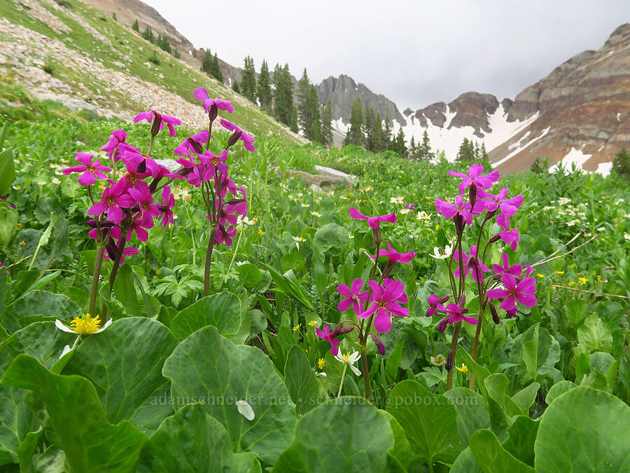 Parry's primrose (Primula parryi) [Sharkstooth Trail, San Juan National Forest, Montezuma County, Colorado]