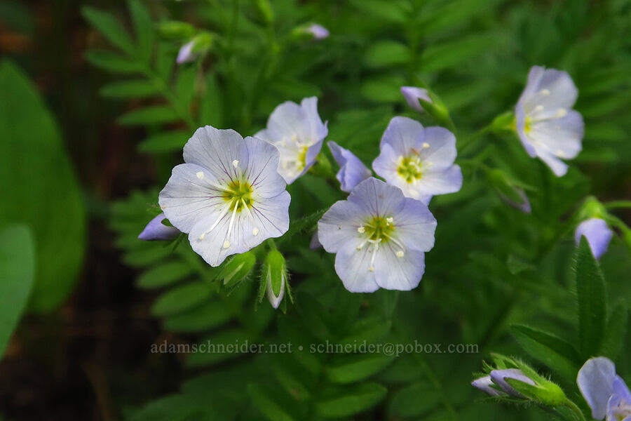 beautiful Jacob's-ladder (Polemonium pulcherrimum ssp. delicatum) [Sharkstooth Trail, San Juan National Forest, Montezuma County, Colorado]