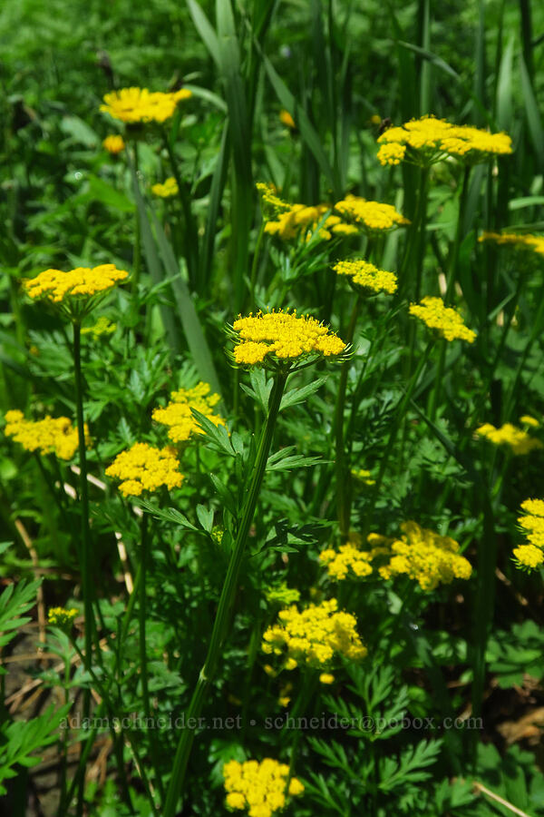 alpine spring-parsley (Cymopterus lemmonii (Pseudocymopterus montanus)) [Sharkstooth Trail, San Juan National Forest, Montezuma County, Colorado]