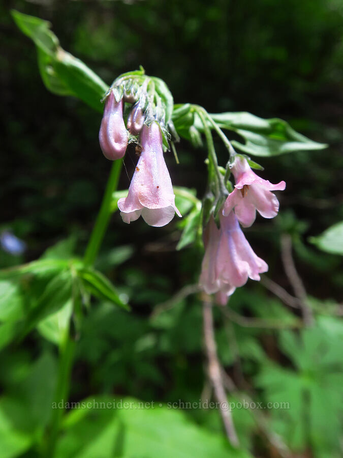 pink Fransiscan bluebells (Mertensia franciscana) [Sharkstooth Trail, San Juan National Forest, Montezuma County, Colorado]