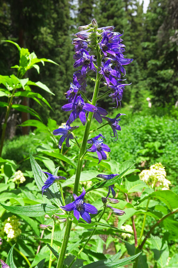 Barbey's larkspur (Delphinium barbeyi) [Sharkstooth Trail, San Juan National Forest, Montezuma County, Colorado]