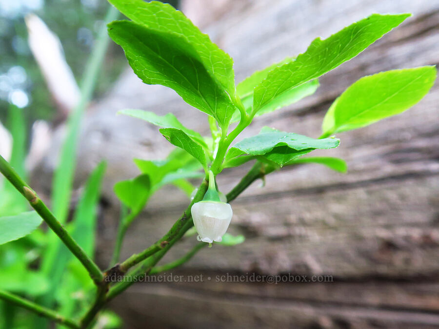 bilberry flower (Vaccinium myrtillus) [Sharkstooth Trail, San Juan National Forest, Montezuma County, Colorado]
