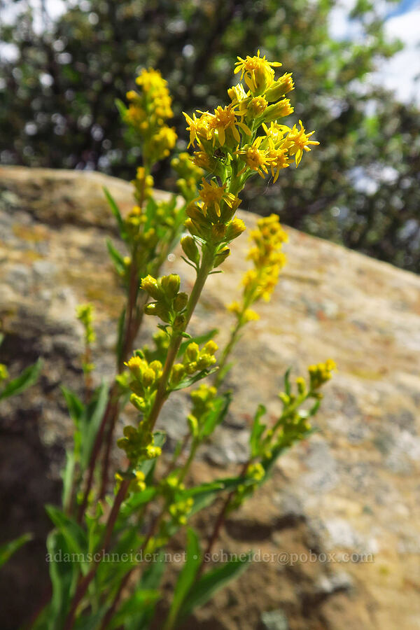 sticky goldenrod (Solidago simplex var. simplex (Solidago glutinosa)) [West Mancos Overlook, San Juan National Forest, Montezuma County, Colorado]
