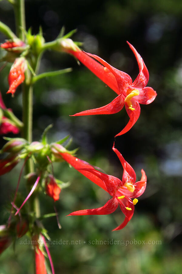 scarlet gilia (Ipomopsis aggregata) [West Mancos Overlook, San Juan National Forest, Montezuma County, Colorado]