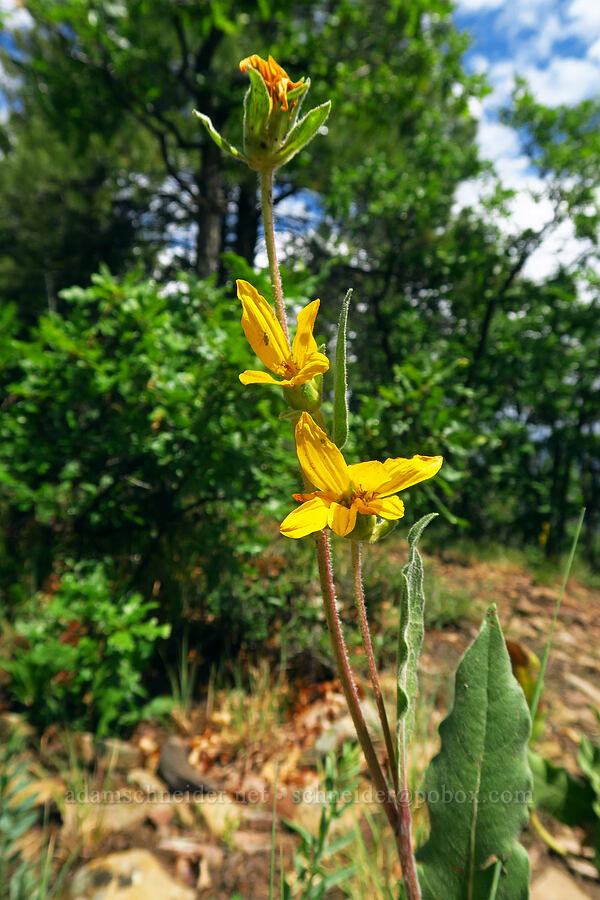 Arizona mule's-ears (Wyethia arizonica) [West Mancos Overlook, San Juan National Forest, Montezuma County, Colorado]