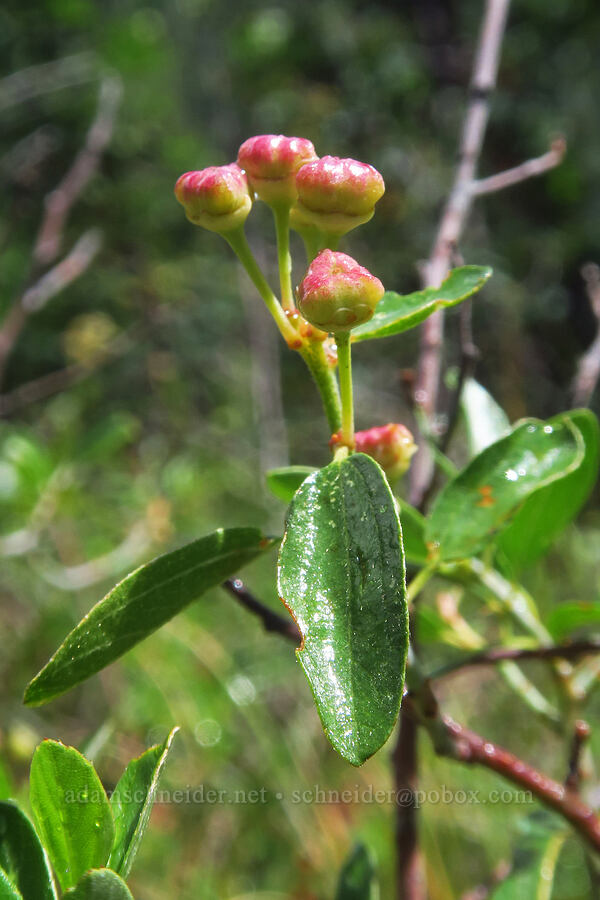 Fendler's buckbrush (Ceanothus fendleri) [West Mancos Overlook, San Juan National Forest, Montezuma County, Colorado]