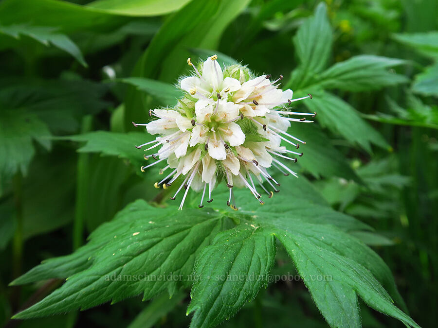 Fendler's waterleaf (Hydrophyllum fendleri) [Coal Bank Pass, San Juan National Forest, San Juan County, Colorado]