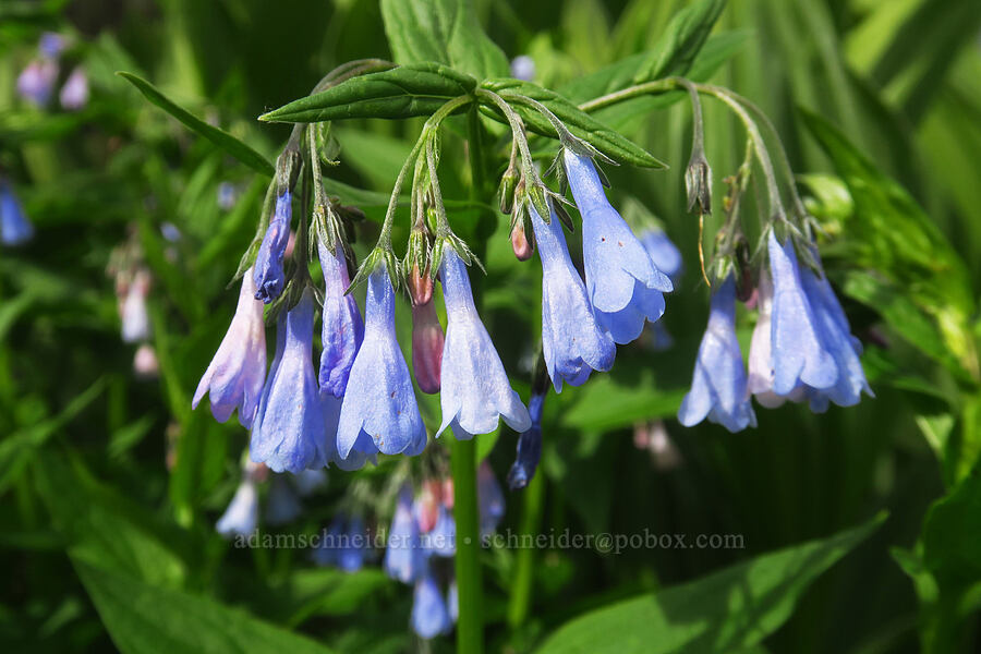 Fransiscan bluebells (Mertensia franciscana) [Coal Bank Pass, San Juan National Forest, San Juan County, Colorado]