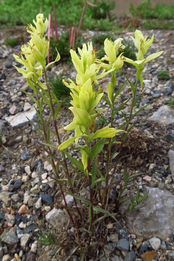 yellow paintbrush (Castilleja septentrionalis (Castilleja sulphurea)) [Molas Pass, San Juan National Forest, San Juan County, Colorado]