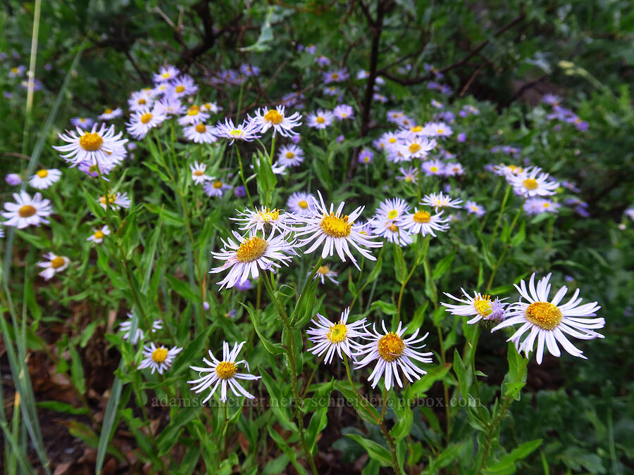 showy fleabane (Erigeron speciosus) [U.S. Highway 550, San Juan National Forest, Ouray County, Colorado]