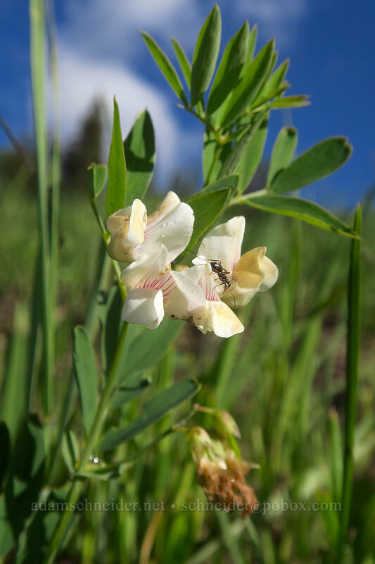 Lanszwert's pea-vine (Lathyrus lanszwertii) [Lizard Head Pass, Uncompaghre National Forest, San Miguel County, Colorado]