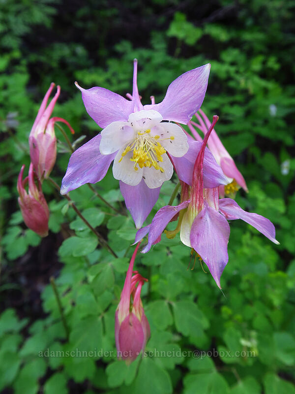 hybrid columbine (Aquilegia coerulea x elegantula) [Black Bear Pass Road, Telluride, San Miguel County, Colorado]