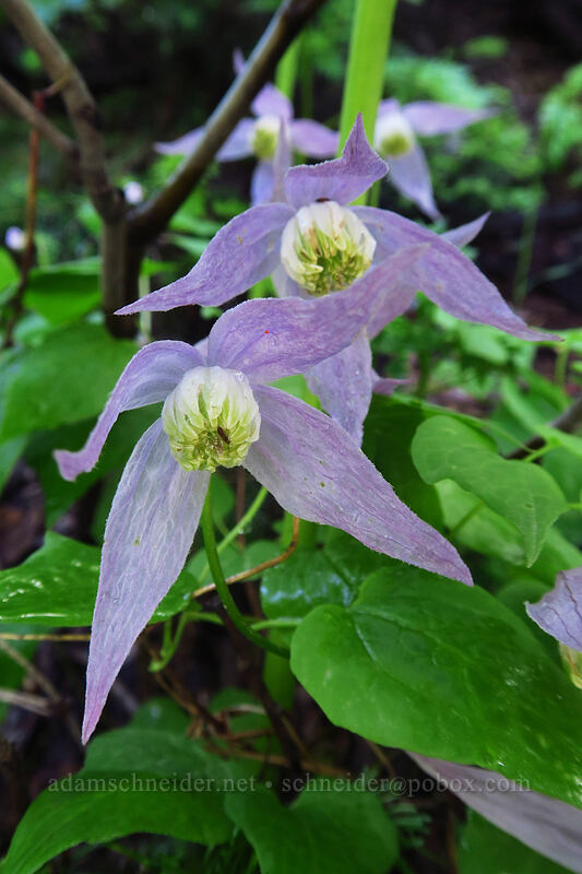 rock clematis (Clematis columbiana) [Black Bear Pass Road, Telluride, San Miguel County, Colorado]
